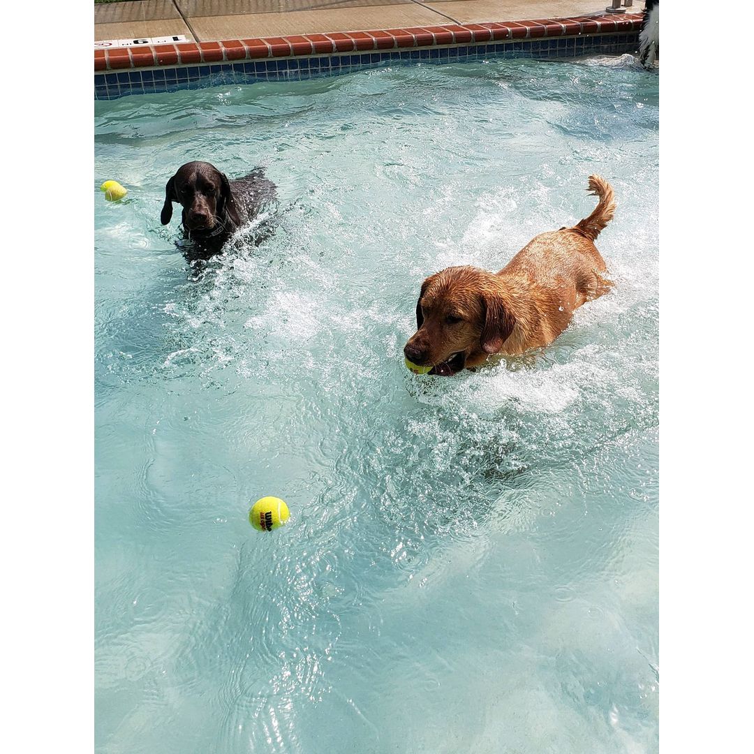 Two dogs swim in a pool, each with a yellow tennis ball in their mouth, splashing water around them.