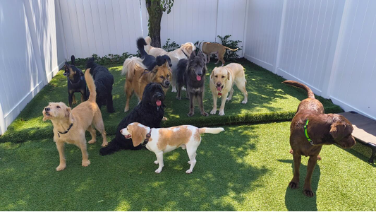 Pups at Play at Livingston play yard