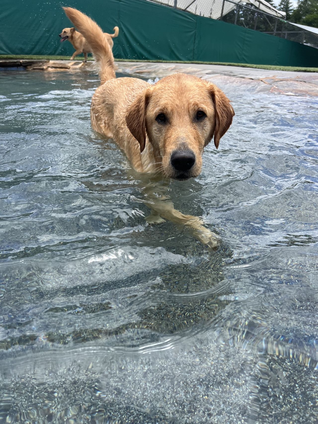 A Golden Retriever wading in a shallow pool, looking directly at the camera, with another dog walking in the background near a green barrier.