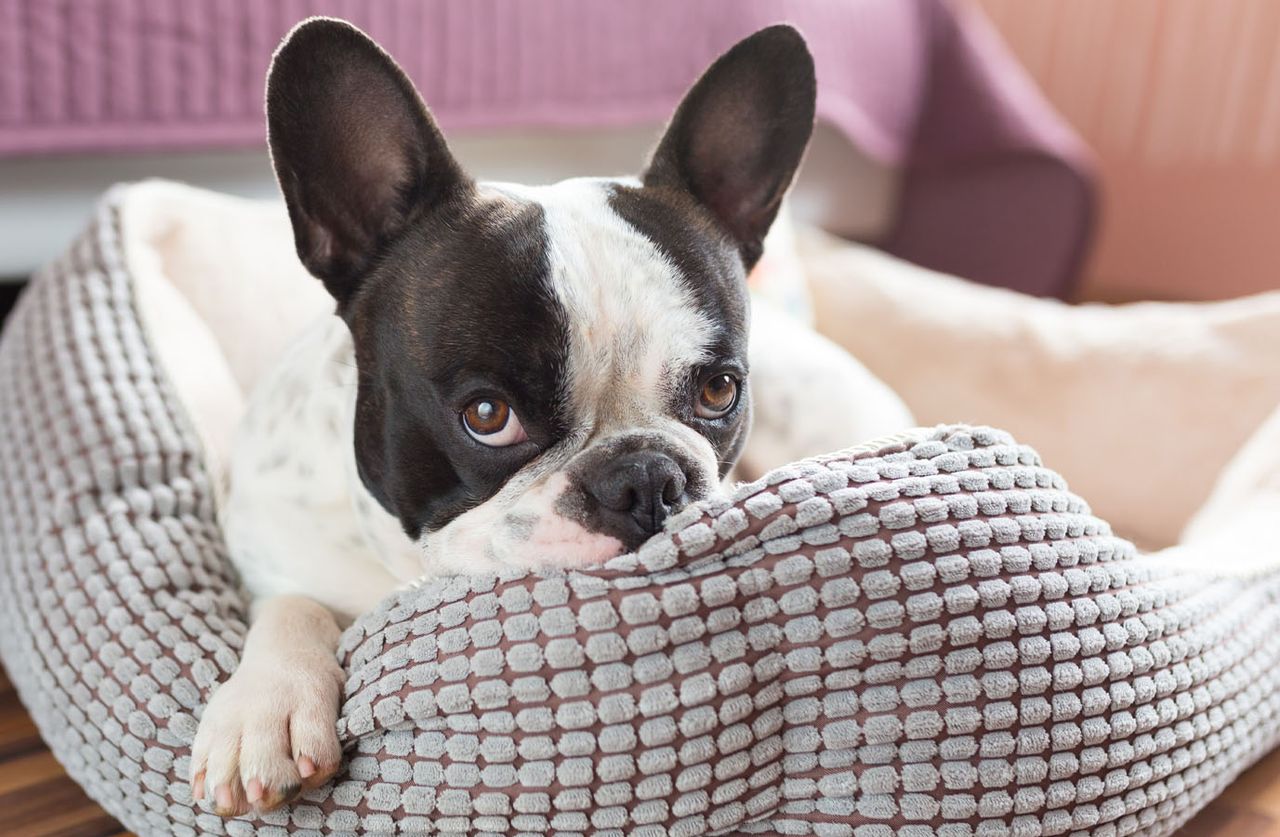 A black and white French Bulldog lying in a cozy gray dog bed, with attentive ears and a curious expression.