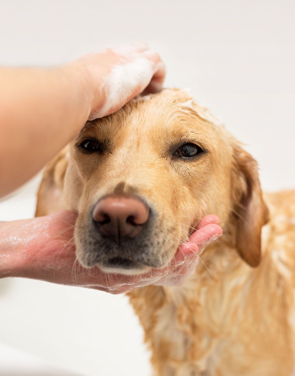 A golden dog being gently shampooed by hand during a bath, with suds washed through its fur and over its head