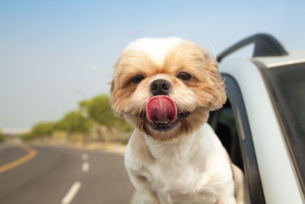 A small dog leans out of a car window with its tongue out, enjoying the breeze on a clear day. The road curves in the background.