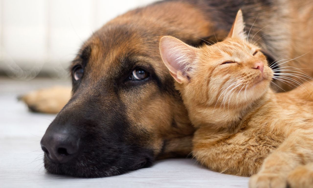 a German Shepherd resting its head on the floor while a peaceful orange tabby cat snuggles affectionately against its face