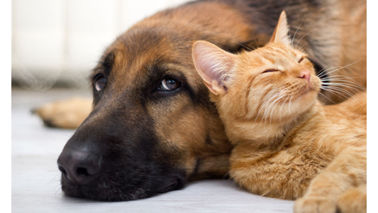A German Shepherd dog and an orange tabby cat lie closely together, exuding calm and contentment.