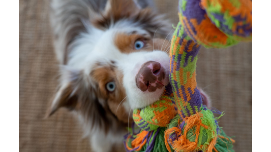 Dog with blue eyes pulling on a colorful rope toy, looking up with excitement.