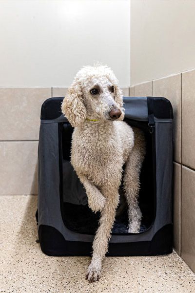 Curly-haired dog emerging from a fabric crate in a tiled room, looking to the side.