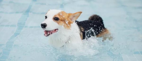 Wet and Wild – How To Introduce Your Dog to Swimming