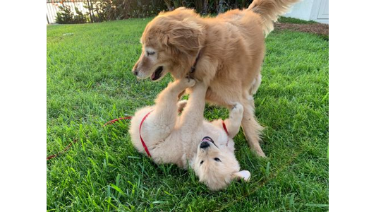 Training dog