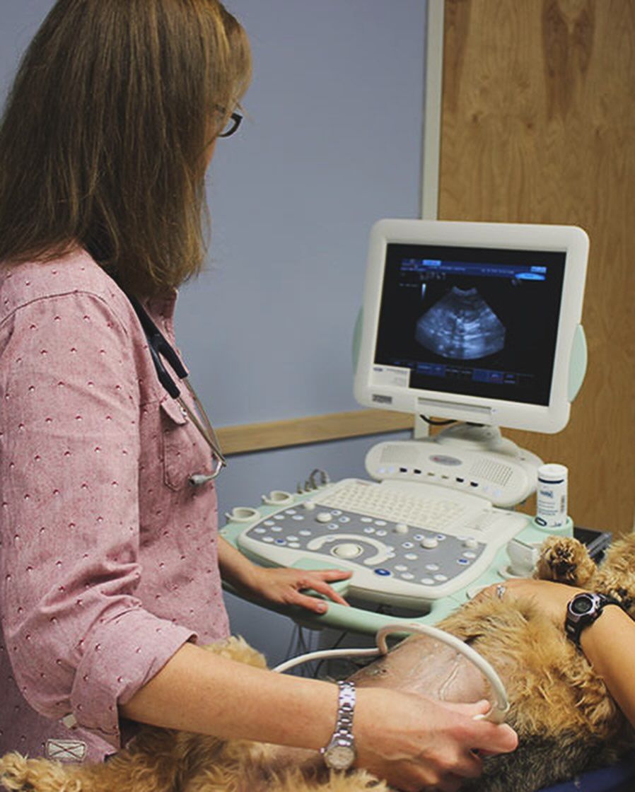 A veterinarian performs an ultrasound on a dog lying on an examination table, with the ultrasound image displayed on a monitor.