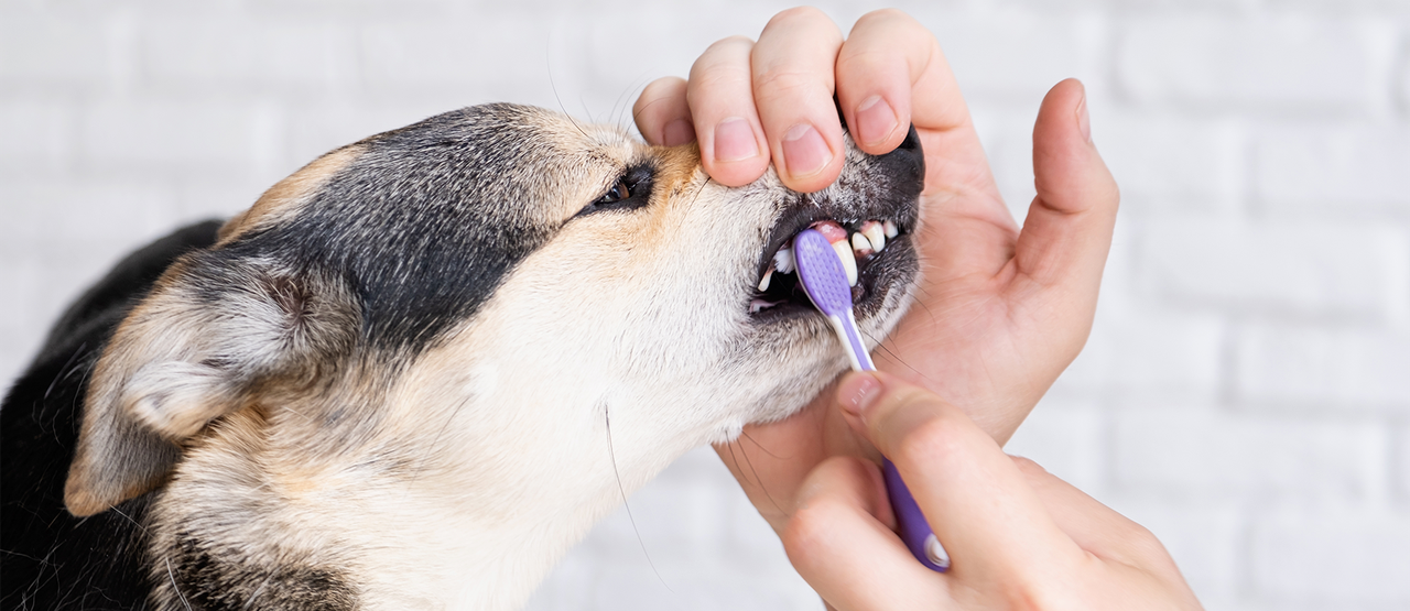 Dental Disease in Pets: Signs, Risks, and Prevention
