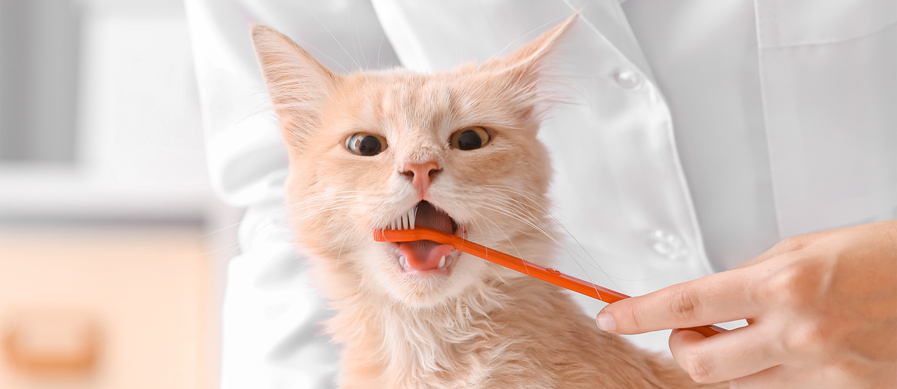 Pet Dental Health: How to Keep Your Pet Smiling