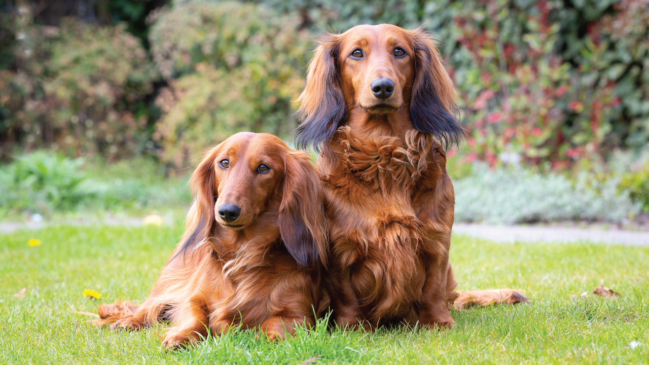 Two dachshunds sitting
