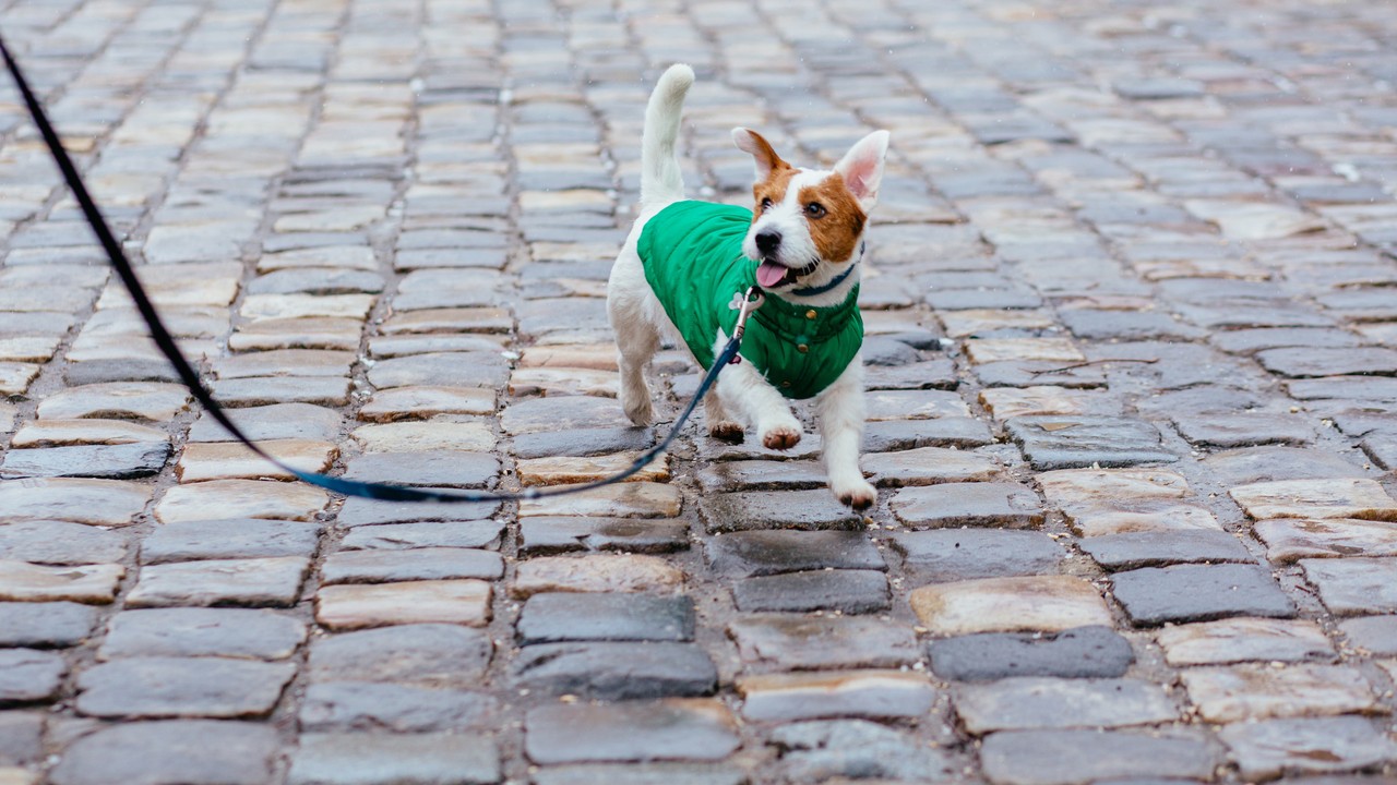 Winter Pet Care Tips: Simple Ways to Keep Your Dog or Cat Comfortable