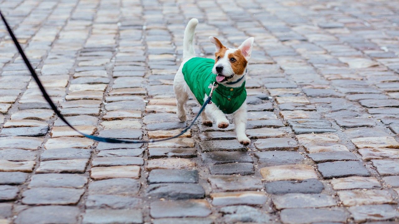 Winter Pet Care Tips: Simple Ways to Keep Your Dog or Cat Comfortable