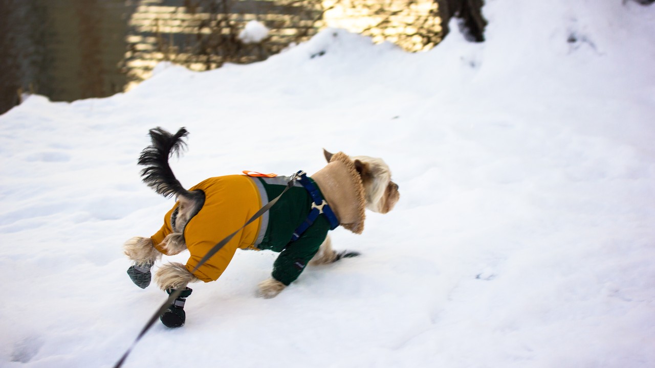 Cold Weather Pet Safety: Keeping Your Dog or Cat Safe Through Snow and Ice