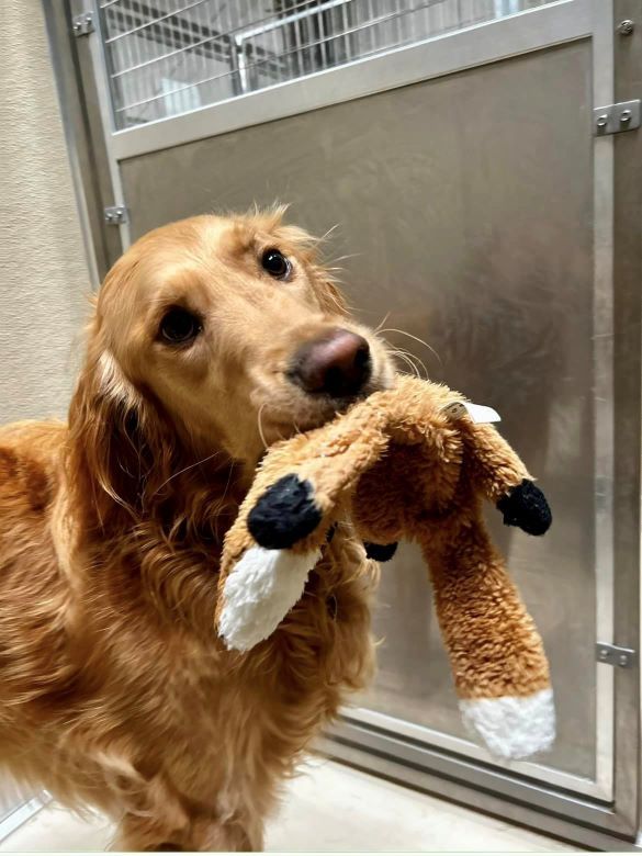 Sweet Golden Retriever proudly carrying a fluffy fox plush toy indoors