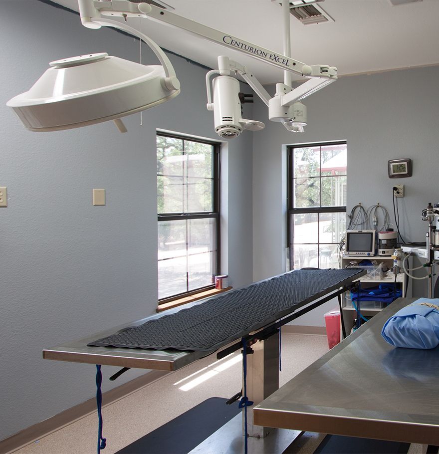 A veterinary surgery room with an operating table, overhead light, medical equipment, and windows providing natural light.