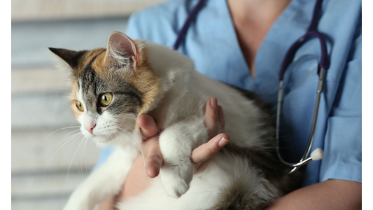 Veterinarian examining a cat at Story Road Animal Hospital