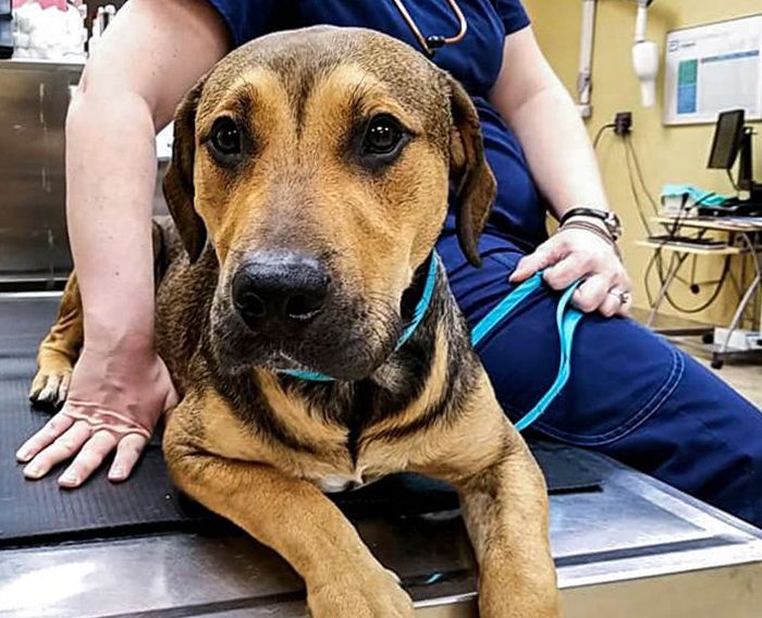 A brown and black dog lying on a table next to a person in blue scrubs, with a turquoise leash in a veterinary clinic setting.