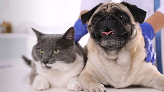 A gray and white cat and a tan pug are sitting together on a table. A person wearing blue gloves is behind them, gently holding the pug.