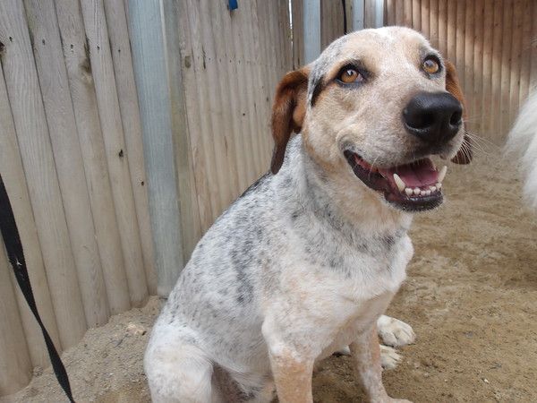 Pet grooming care