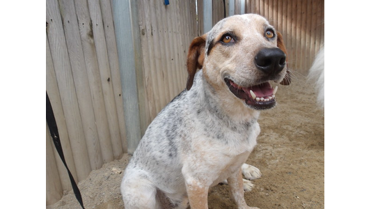 A happy dog with brown and white fur, sitting on sandy ground, by a wooden fence, looking up with a wide, open-mouthed smile.
