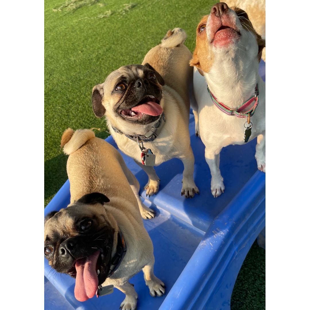 Three happy dogs, two pugs and one mixed breed, stand on a blue surface with green grass in the background, all looking up with tongues out.