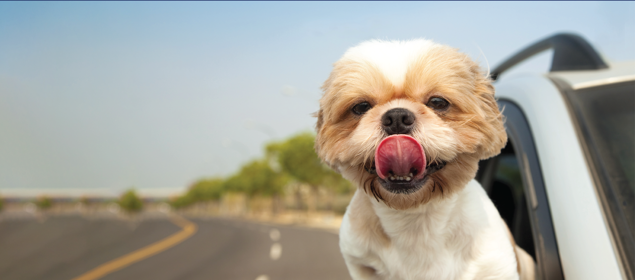Small dog with brown and white fur joyfully sticks its head out of a car window, licking its nose, on a sunny day by a road.