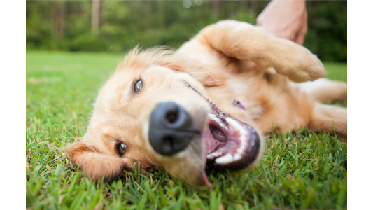 Golden retriever playfully rolling on grass, mouth open, with a blurred hand reaching towards it.