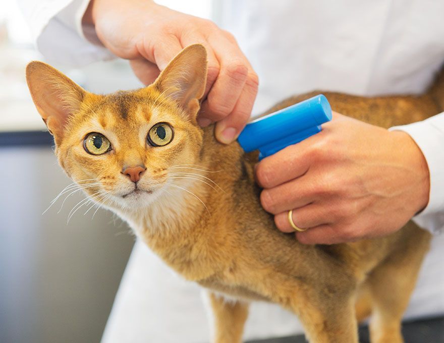 A cat receiving a microchip implant by a veterinarian holding a blue applicator.