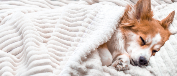 Small orange and white dog sleeping peacefully under a soft white blanket