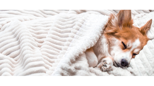 Dog Laying On Bed