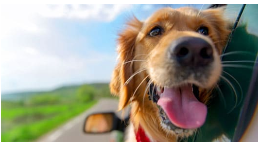 Happy Golden Retriever sticking its head out of a car window on a sunny road trip