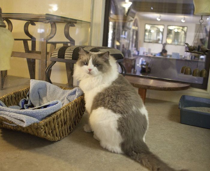 Fluffy cat sits beside a basket with a blanket, in a room with large windows showing a blurred view of another space.