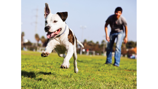 A joyful dog with floppy ears runs energetically across a grassy field, while a person in the background watches and smiles.