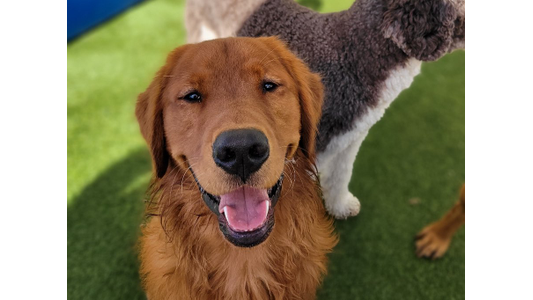 Golden retriever smiling happily on a grassy area next to another dog.