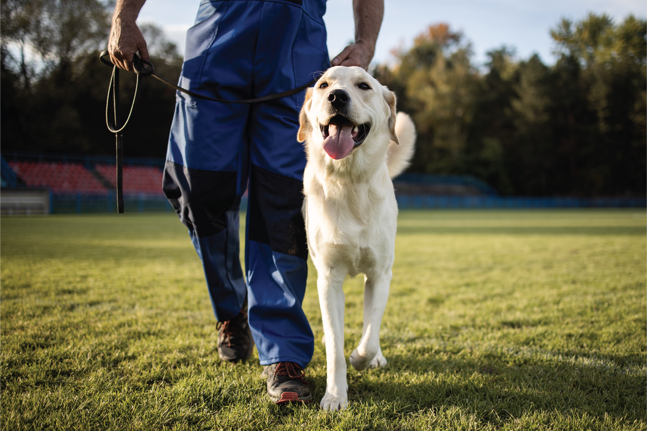Lab on a leash with his trainer