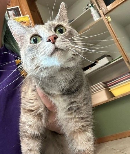 A gray tabby cat with wide eyes is being held by a person in a purple shirt, in a room with open cabinets and shelves.