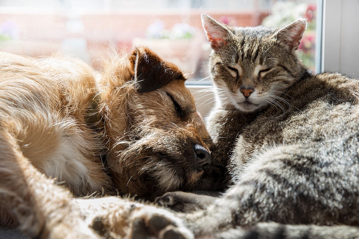 Dog and cat sleeping together in a window, the sun is beaming on them.