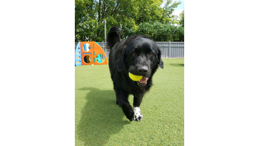 Black dog with a white paw holding a yellow tennis ball in its mouth, standing on green grass with a playground in the background.