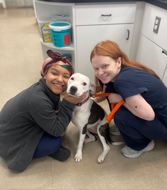 Two center members squatting and smiling with a white and brown dog in a veterinary clinic, surrounded by medical supplies.