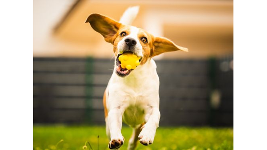 A playful dog with floppy ears bounds toward the camera with a yellow ball in its mouth on a grassy field.
