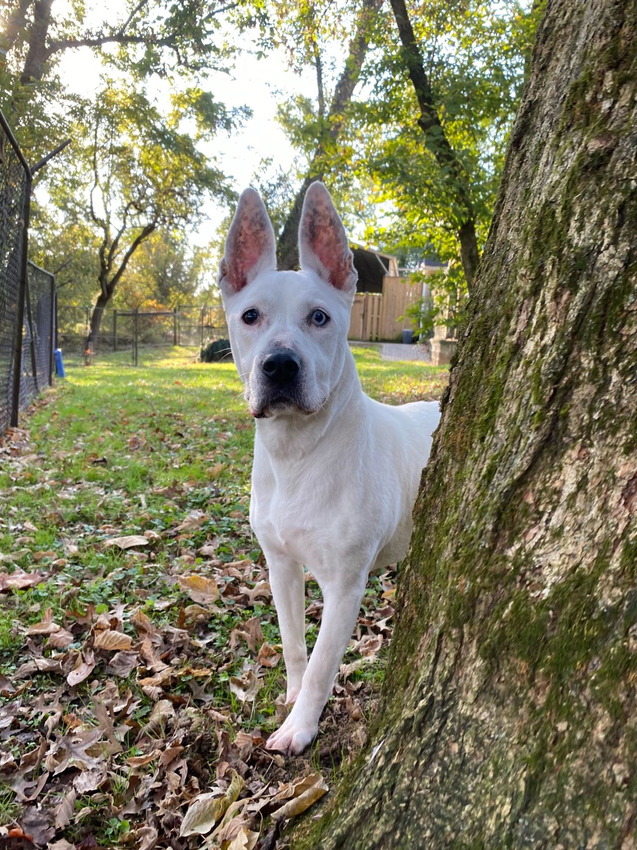 White dog with upright ears stands by a tree, surrounded by fallen leaves in a fenced yard on a sunny day.