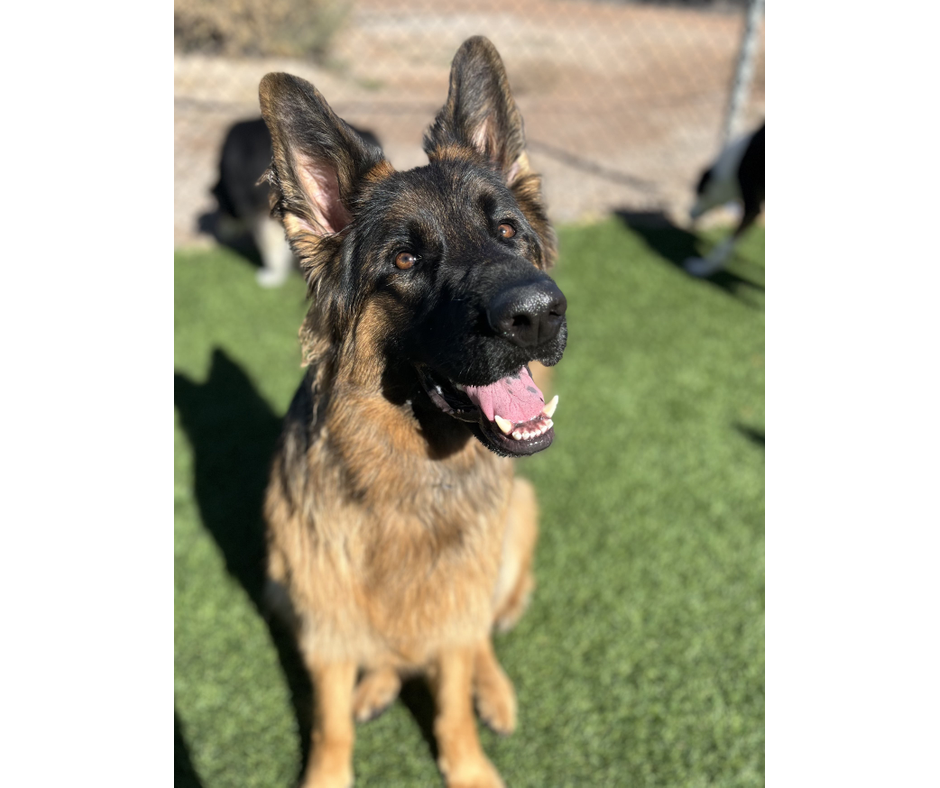 A happy German Shepherd with perky ears and an open mouth sits on green grass under sunlight.
