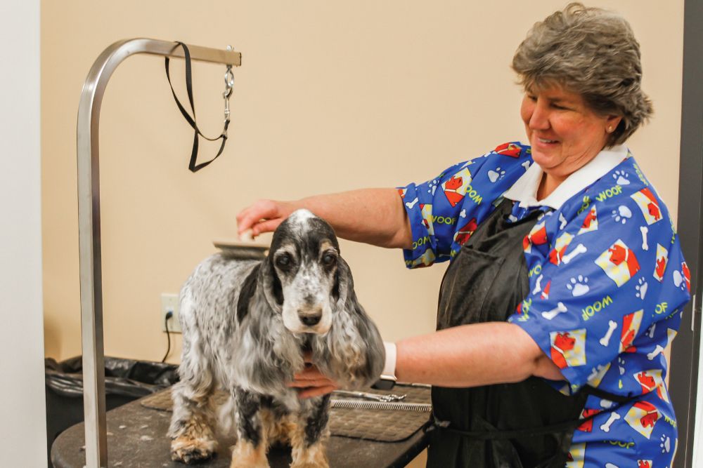 A groomer trims a gray and white dog's fur on a grooming table, smiling as she works in a pet grooming salon.