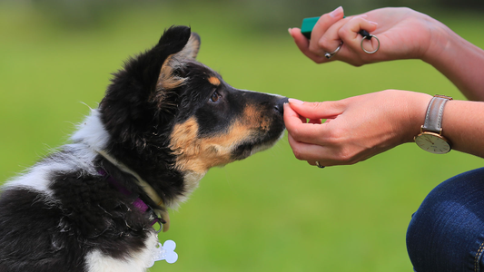 Person training a black and white puppy with treats in a green grassy area.