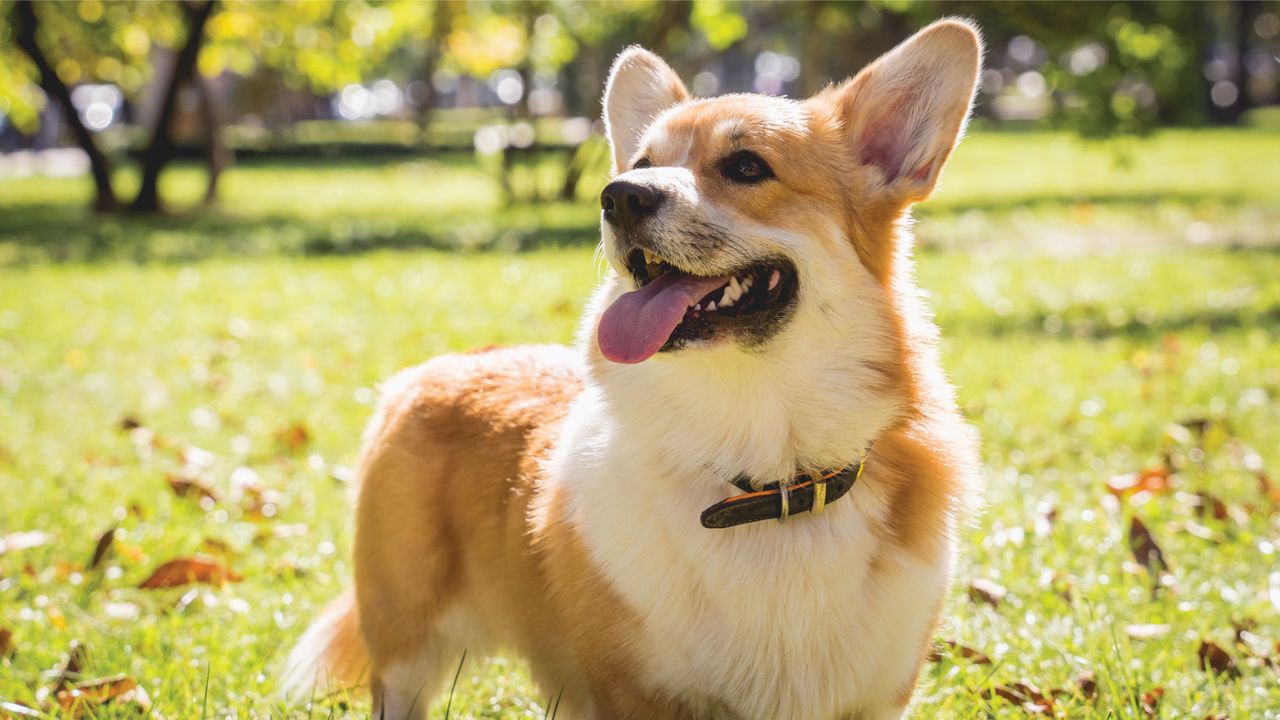 A happy Corgi with a fluffy coat stands on green grass in a sunlit park, tongue out and ears perked up.