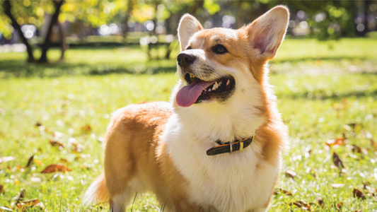 A happy Corgi stands on lush green grass with fallen leaves, panting with its tongue out, ears perked, and sunlight filtering through trees.