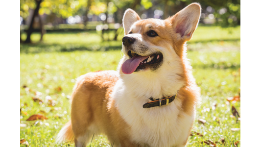 A happy Corgi with a brown collar stands on green grass, tongue out, in a sunny park with blurred trees in the background.