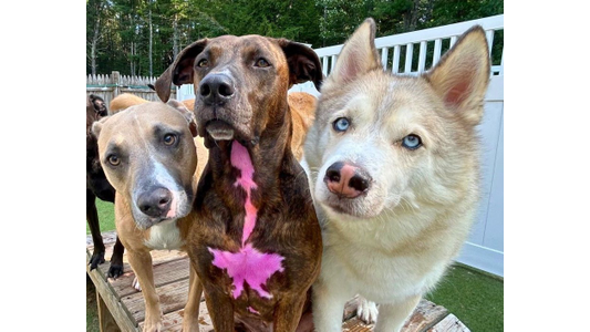 Three dogs sit closely together on a wooden platform. The center dog has a distinct pink mark on its chest. A fence and trees are in the background.